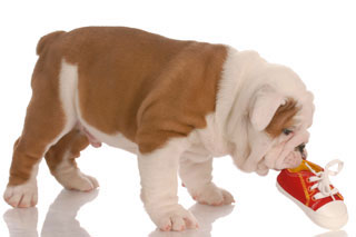 Puppy chewing on shoe